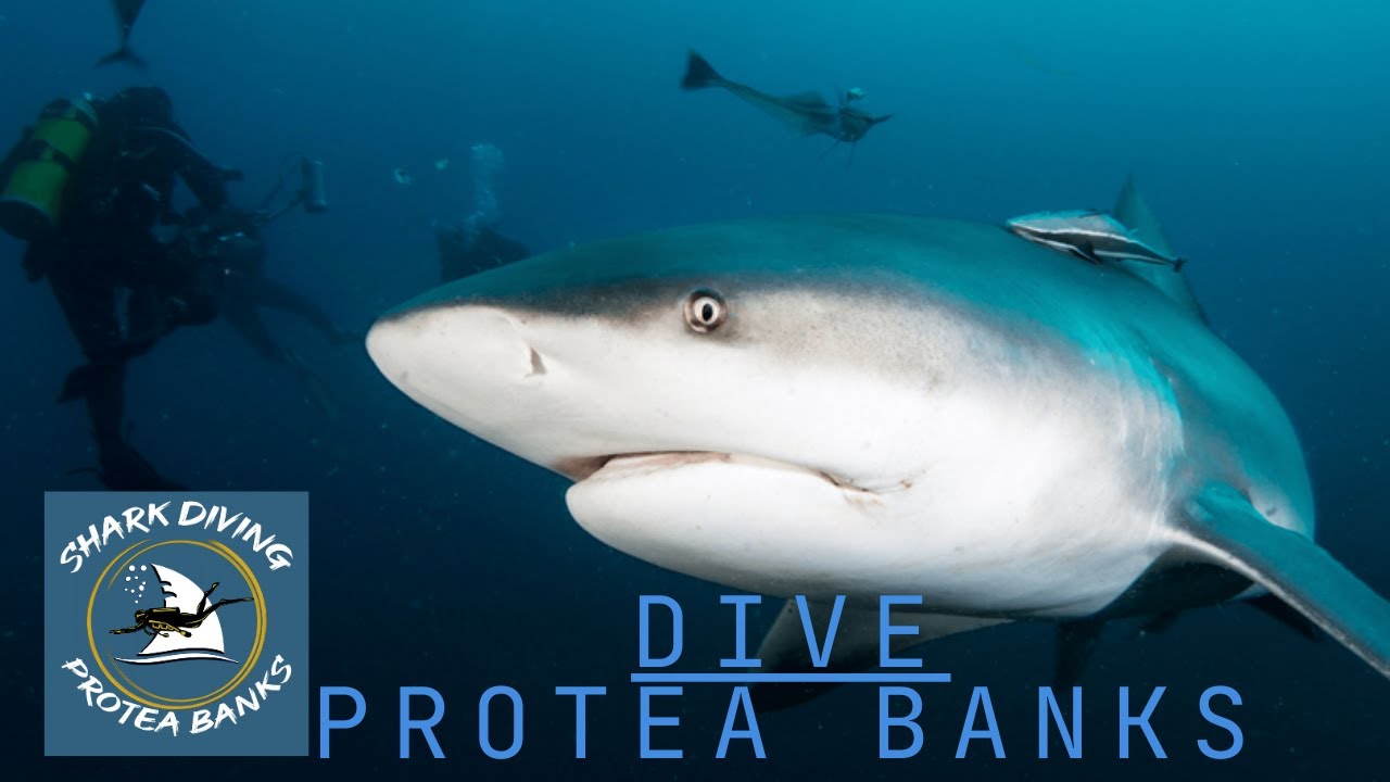 Dive Protea Banks with Dive In Adventures