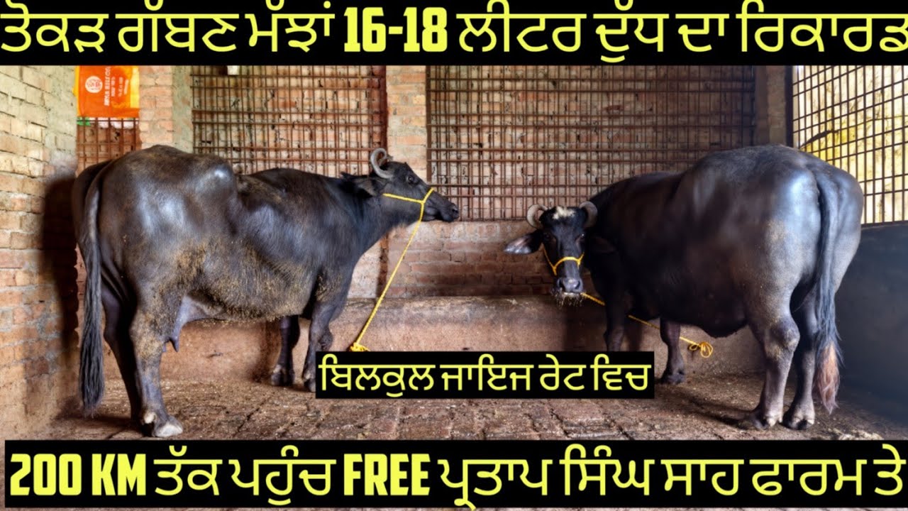 ਤੋਕੜ ਗੱਬਣ ਮੱਝਾਂ ,ਵਿਕਾਊ ਜਾਇਜ ਰੇਟ ਵਿਚ!low price two buffalo for sale #best #quality #top #buffalo#sale