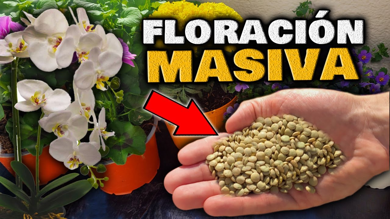 ABONO FLORACIÓN RÁPIDA | Consigue FLORES en POCOS DIAS | Abono Casero Gratis y Fácil de hacer