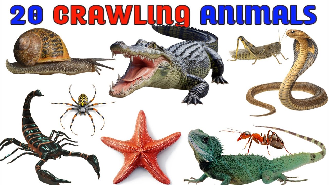 20 Crawling Animals for Kids | Learn Animal Names with Pictures, Emojis & Fun Video