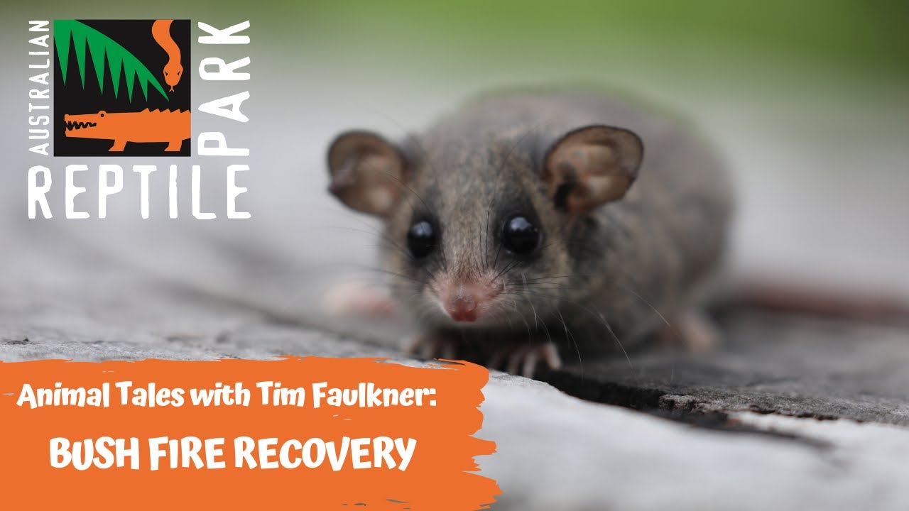 ANIMAL TALES WITH TIM FAULKNER | EPISODE 38 | AUSTRALIAN POSSUMS