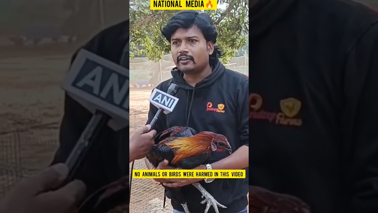 Using of Viagra and Steroids in Poultry Causes || Pradeep Farms || Vijayawada ||