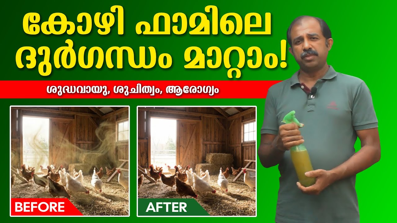 എങ്ങനെ ഫാംമിൽ നിന്നും ദുർഗന്ധം അകറ്റാം | How to remove smell from chicken farm