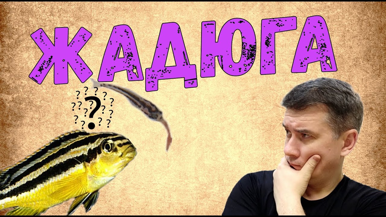 Жадюга / Меланохромис ауратус / Melanochromis auratus / Меланохромис золотой /  Золотой попугай
