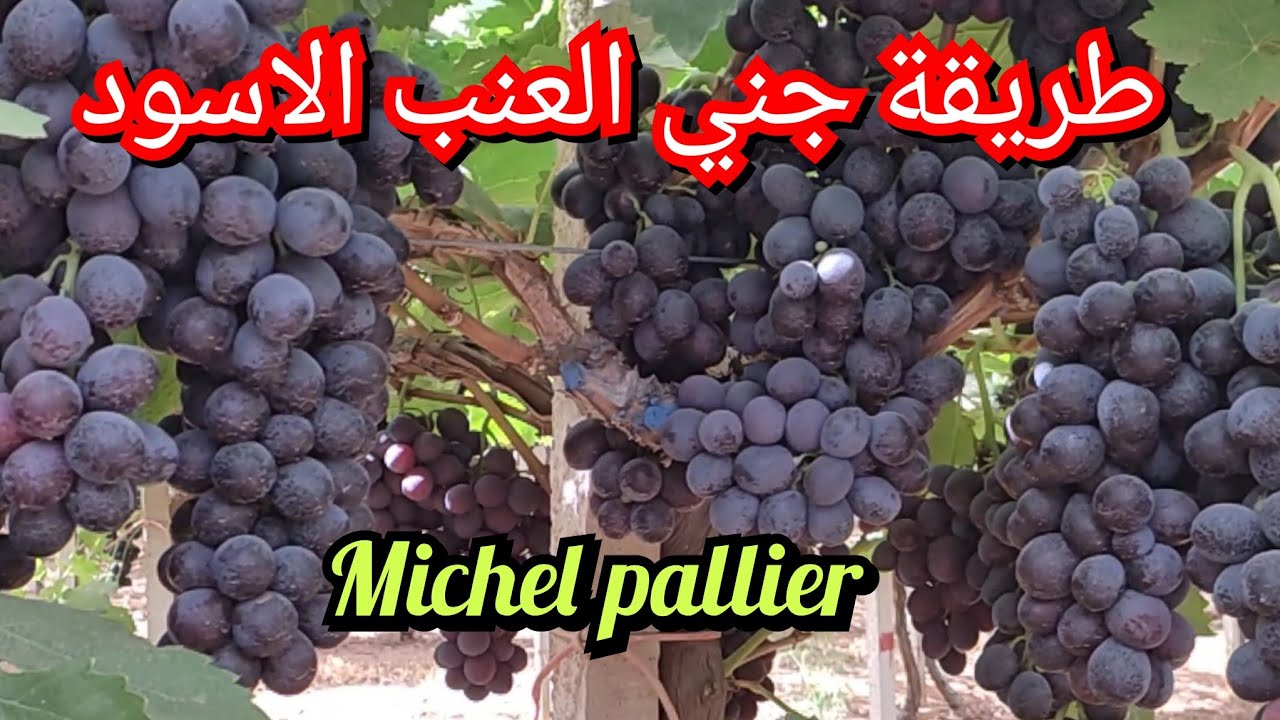 العنب الاسود Michel pallier طريقة الجني  ضواحي مدينة مكناس