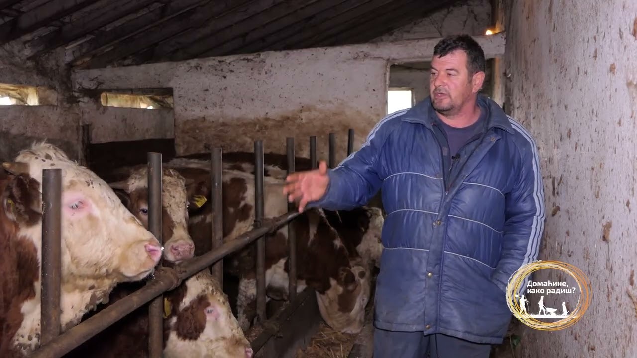 DOMAĆINE KAKO RADIŠ ep. 04.02.2026. Tovno govedarstvo