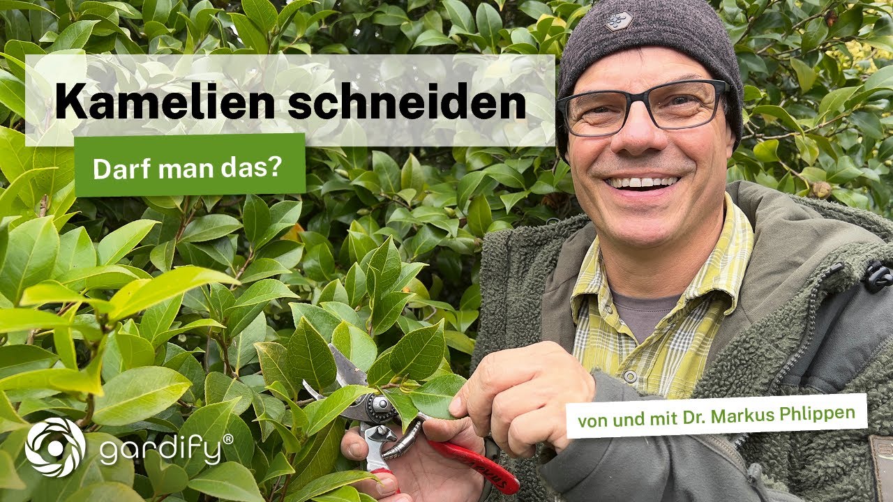 Kamelien schneiden: Darf man das? Tipps f&uuml;r prachtvolle Bl&uuml;ten und gesunde Str&auml;ucher!