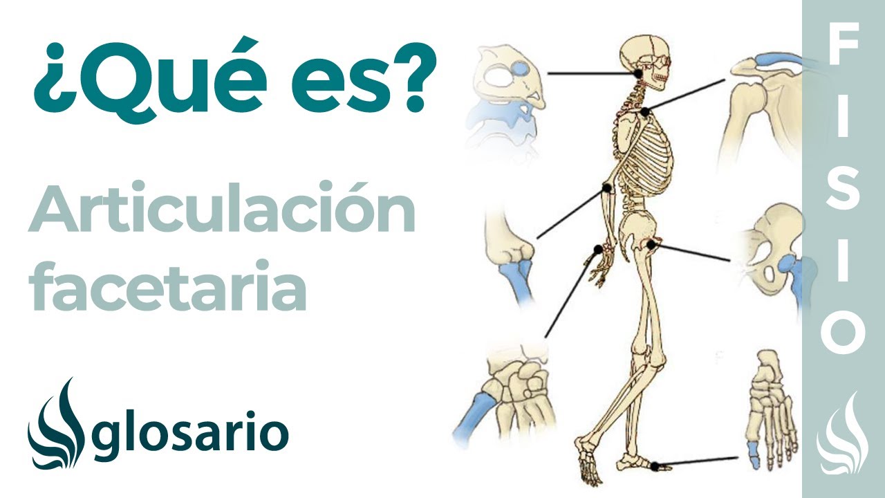 Articulación FACETARIA | Qué son, ubicación, partes y lesiones