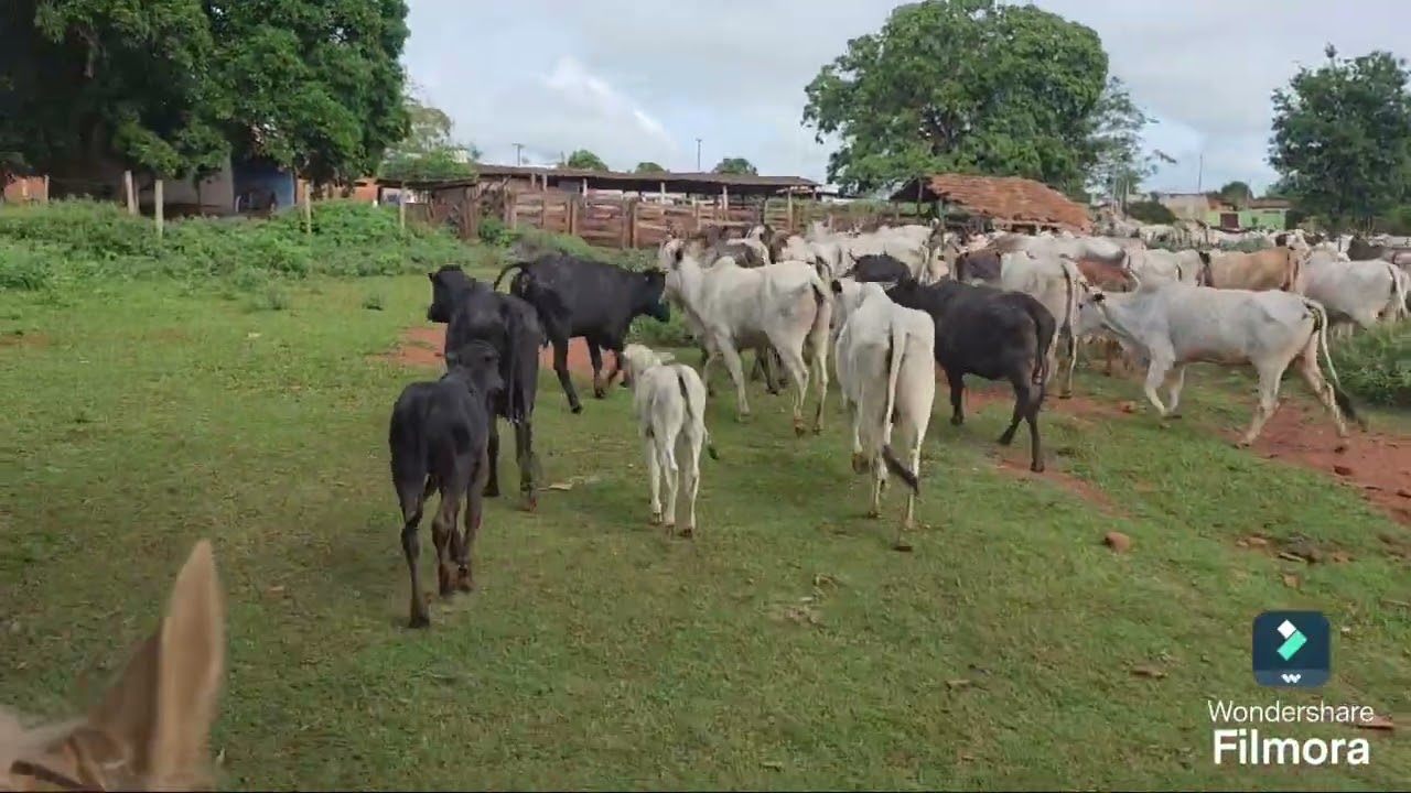 DIA DE LIDA COM GADO NO PASTO  