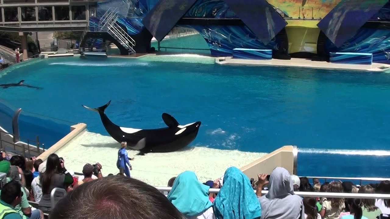 Sea World (San Diego) - One Ocean with Shamu - HD (2011.08.30)