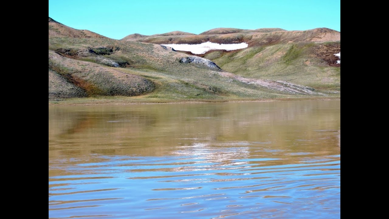 Animals in Aulavik National Park