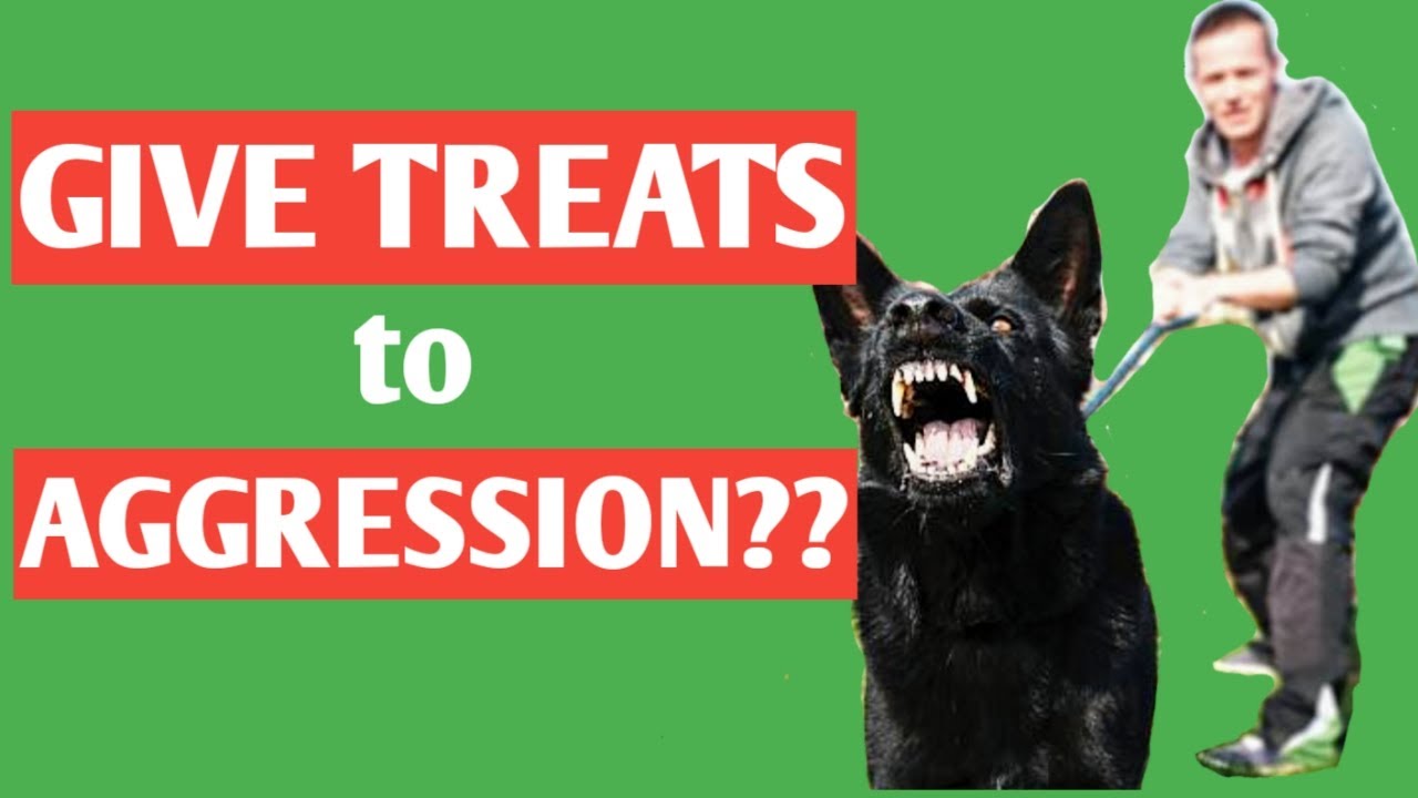 Why Reward an Aggressive Dog with Treats – Can You Reinforce Fear?