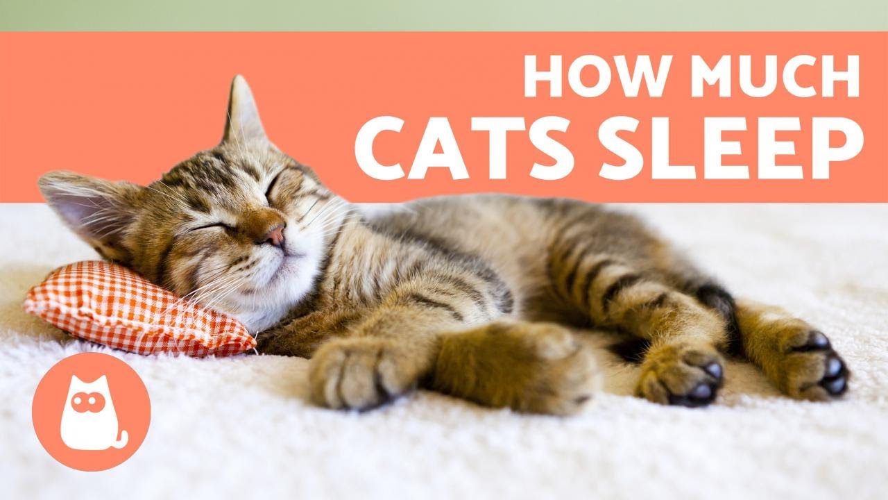 How Much Do Cats Sleep Per Day? 🐱 - Kittens, Adults and Seniors