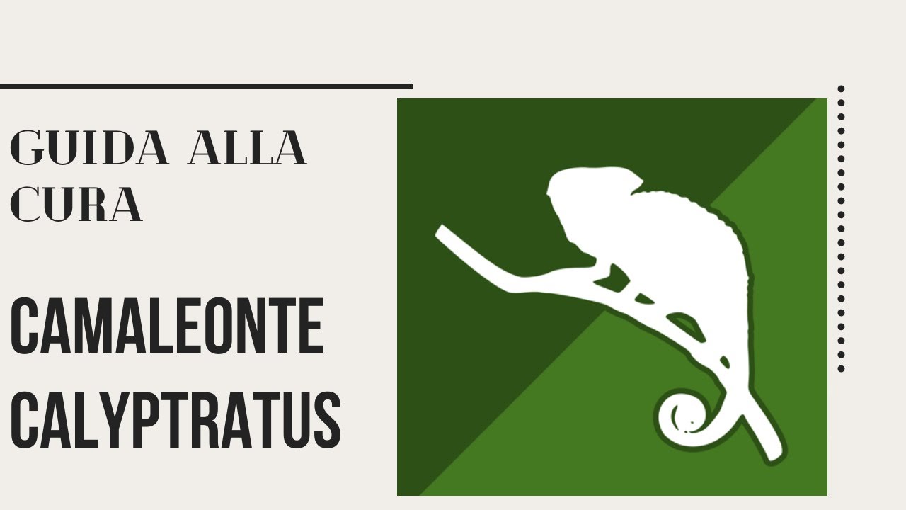 GUIDA ALLA CURA - CAMALEONTE CALYPTRATUS || Wild Geckos