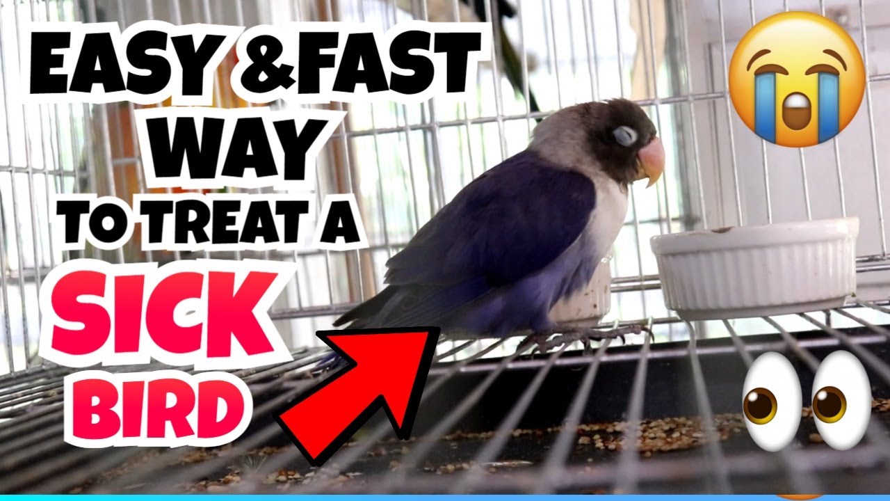 THE EASY WAY TO TREAT A SICK & STRESSED LOVEBIRD FAST | ELECTRO BIRD ENHANCED ENERGY SUPPLEMENT