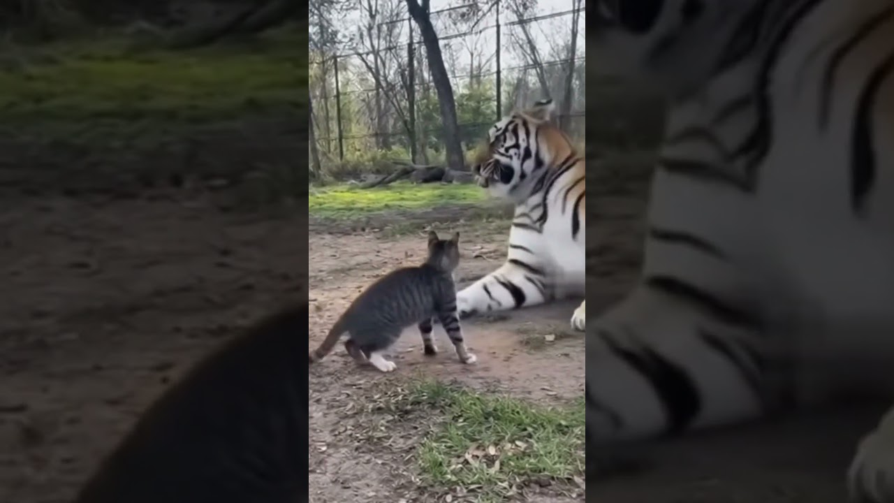Tabby Cat Takes on a Tiger Cub