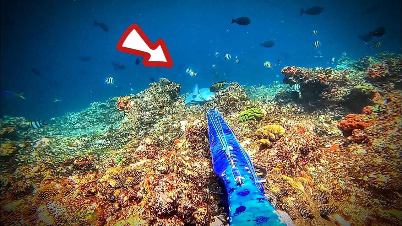 BUMPHEAD Is SLEEPING 😴 | Medan Ini Banyak Ikan MONSTER | Spearfishing TERNATE