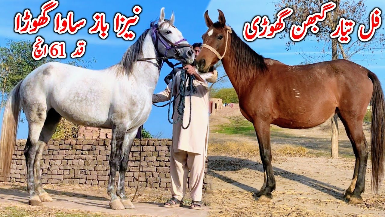 Neza Baz Sawa Ghora | Kumait Ghori For Sale | Desi Horse Farm | Horse For Sale In Pakistan 