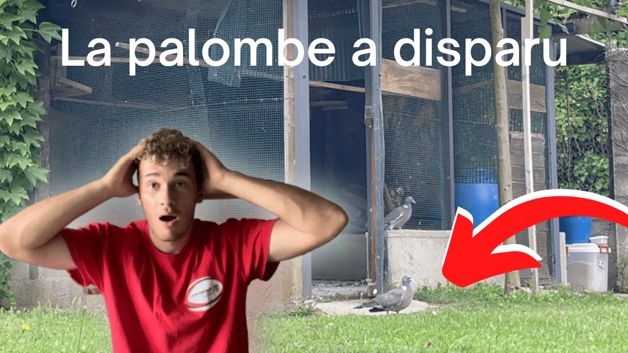 Une de nos palombe s'échappe on essaye de la capturer (images magnifiques)