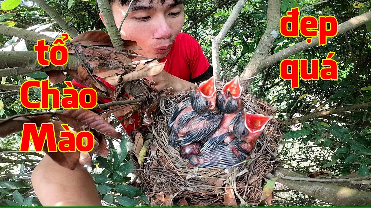 Một ngày đi tìm Tổ Chim may mắn, phát hiện tổ Chào Mào quá đẹp