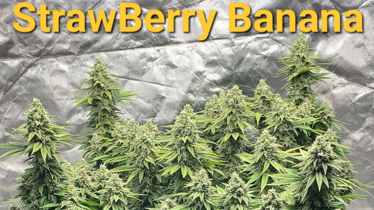 StrawBerry Banana Week 9 Flower Flush