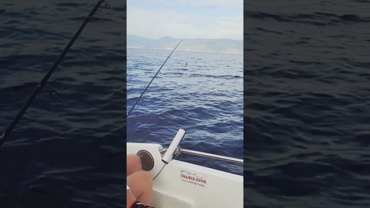 Zubatac na zoku....🤘