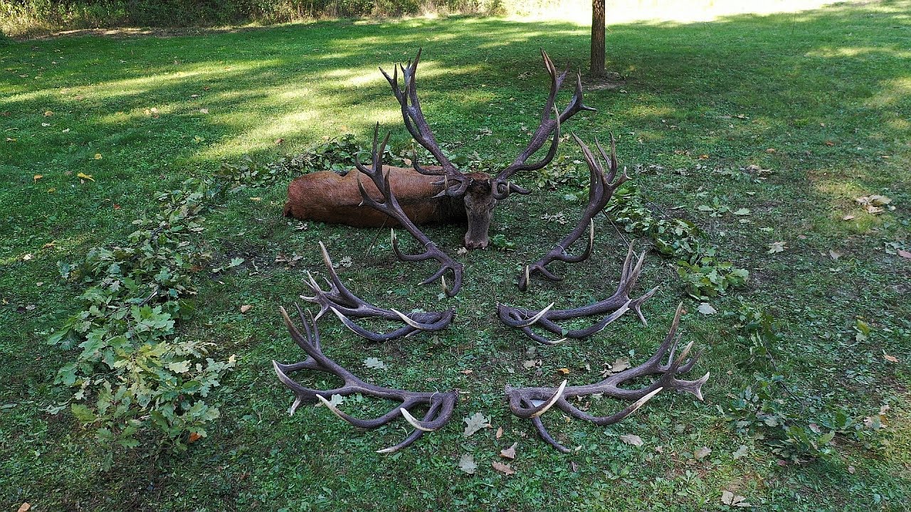 A Gemenci Fekete erdei nagybika. The Great Red Stag from Black forest of Gemenc.