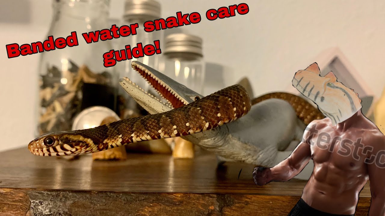 How to Care For a Banded Water Snake