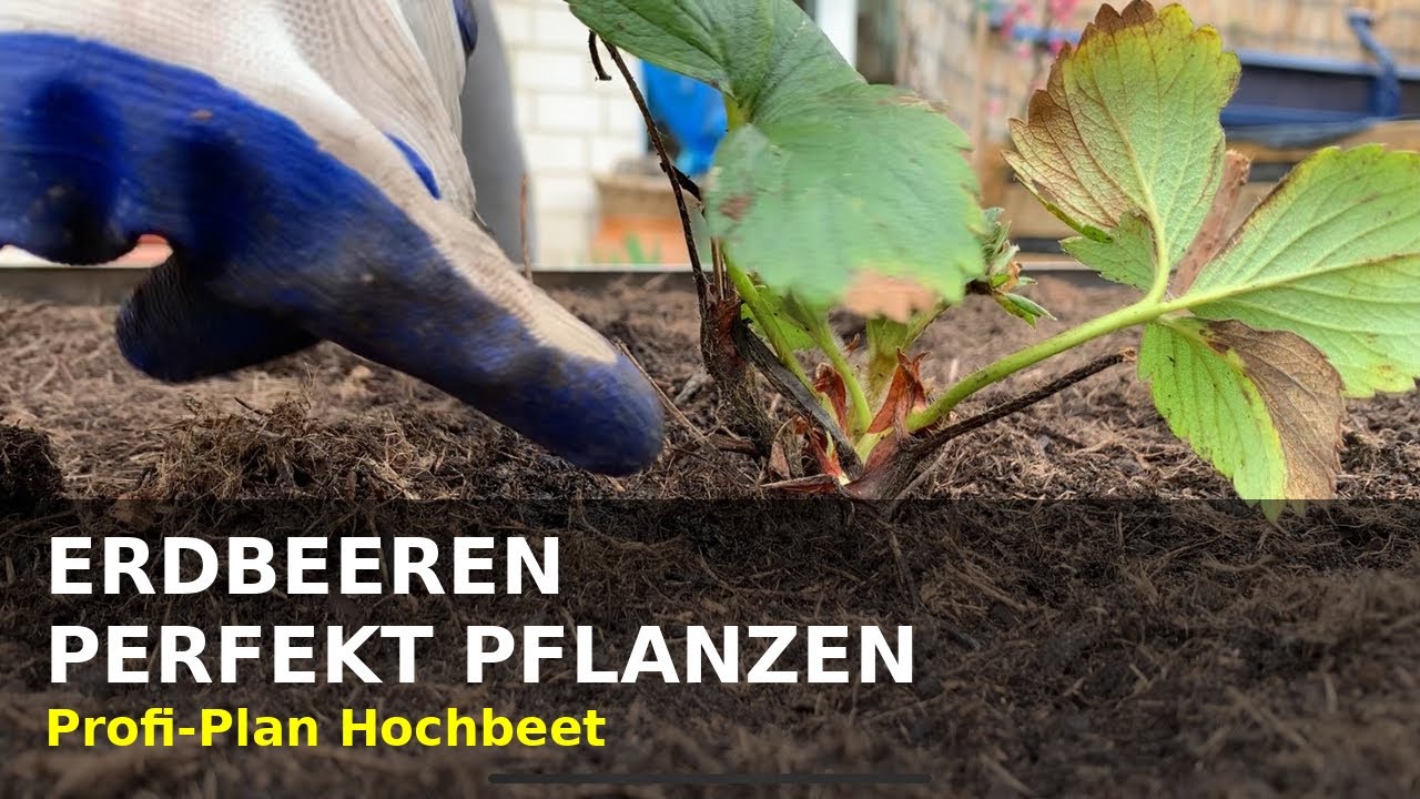 🍓Erdbeeren pflanzen im Hochbeet - perfekter Profi-Plan! 👨&zwj;🌾💯 