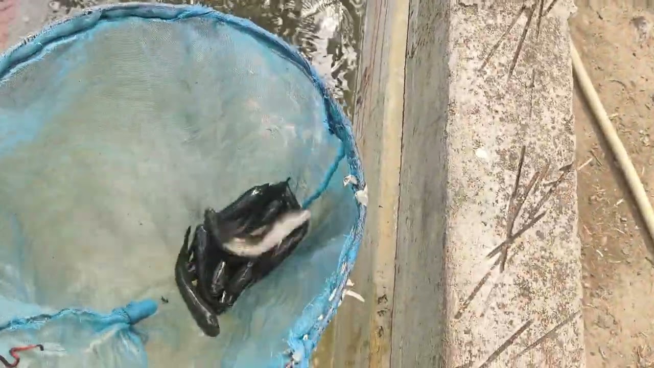 కొర్రమీను సీడ్ గ్రేడింగ్ ప్రాసెస్ అన్ని  సైజులు లభించును.సెల్:8977479747