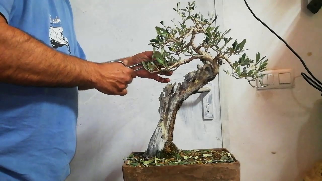 Defoliado en olivo.