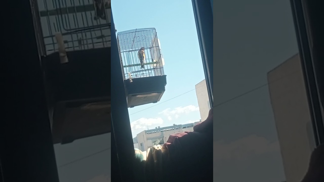 حسون خلوي 5 سنين قفص