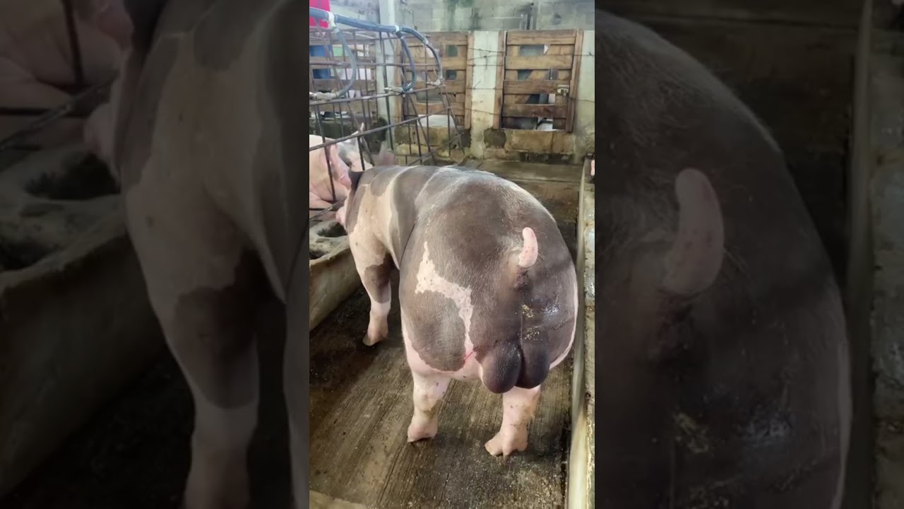 Este tip te ayudar&aacute; a tener un excelente verraco 🐷🐷 #short #porcicultura