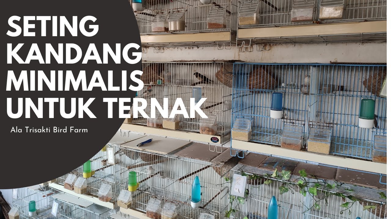 Seting Ternak Simple Dengan Kandang Minimalis @TrisaktiBirdFarm