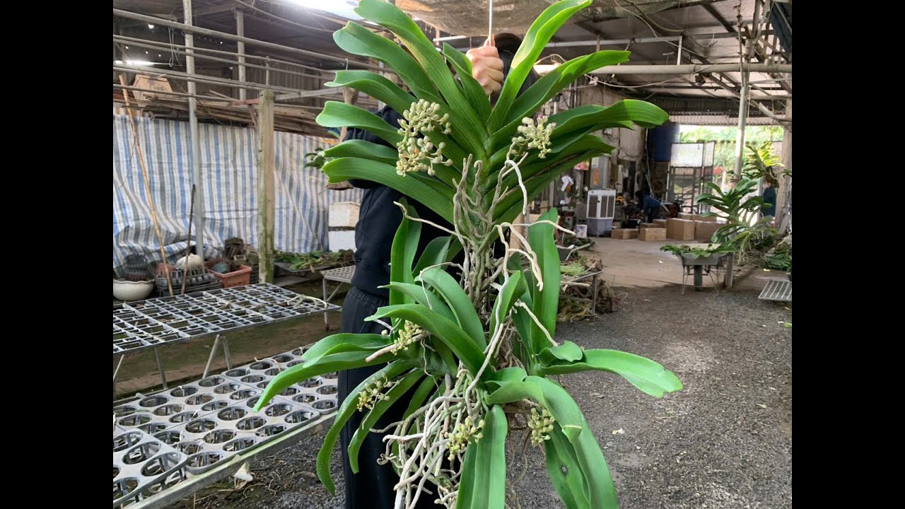 Trâu thái giá rẻ ...0981550768