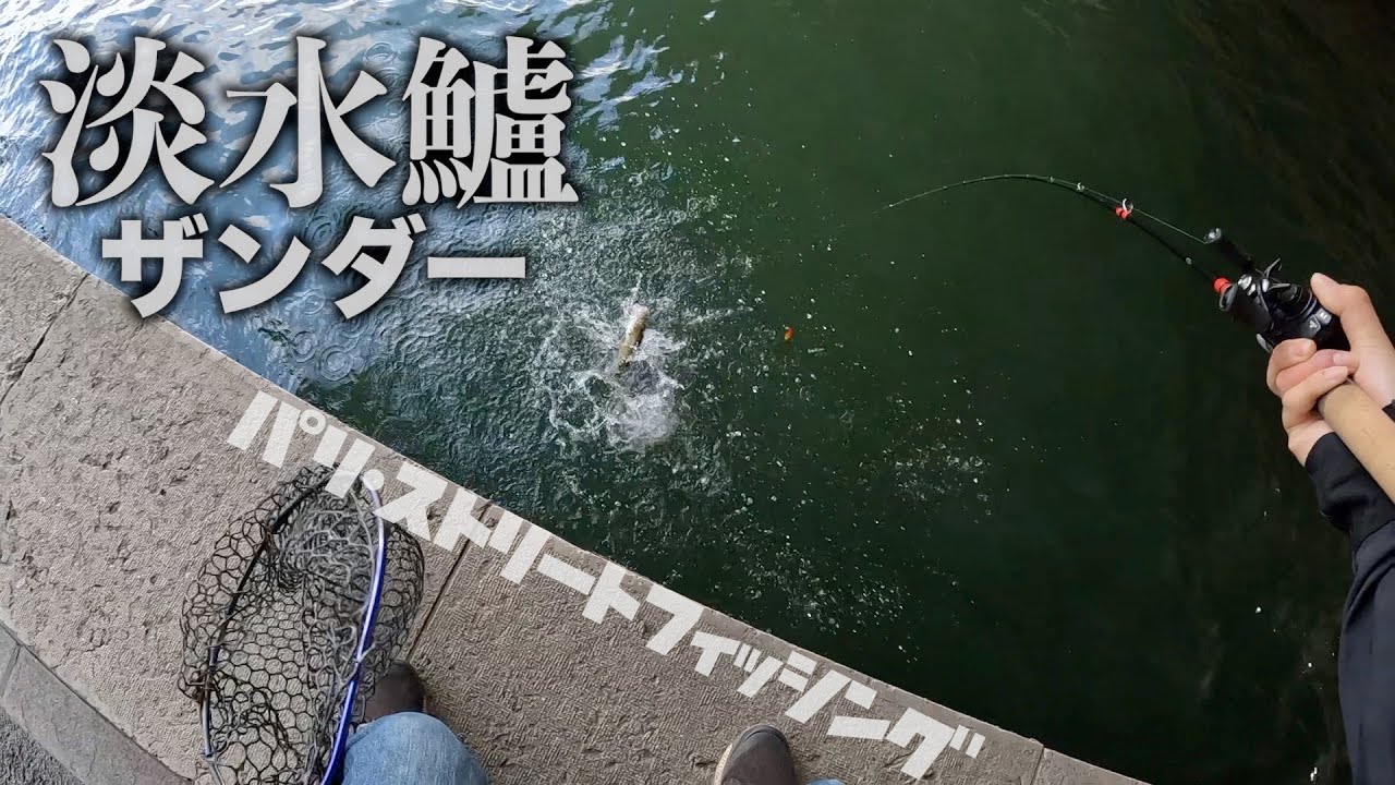 パリストリートフィッシングでついに出た淡水鱸【ザンダー】！！