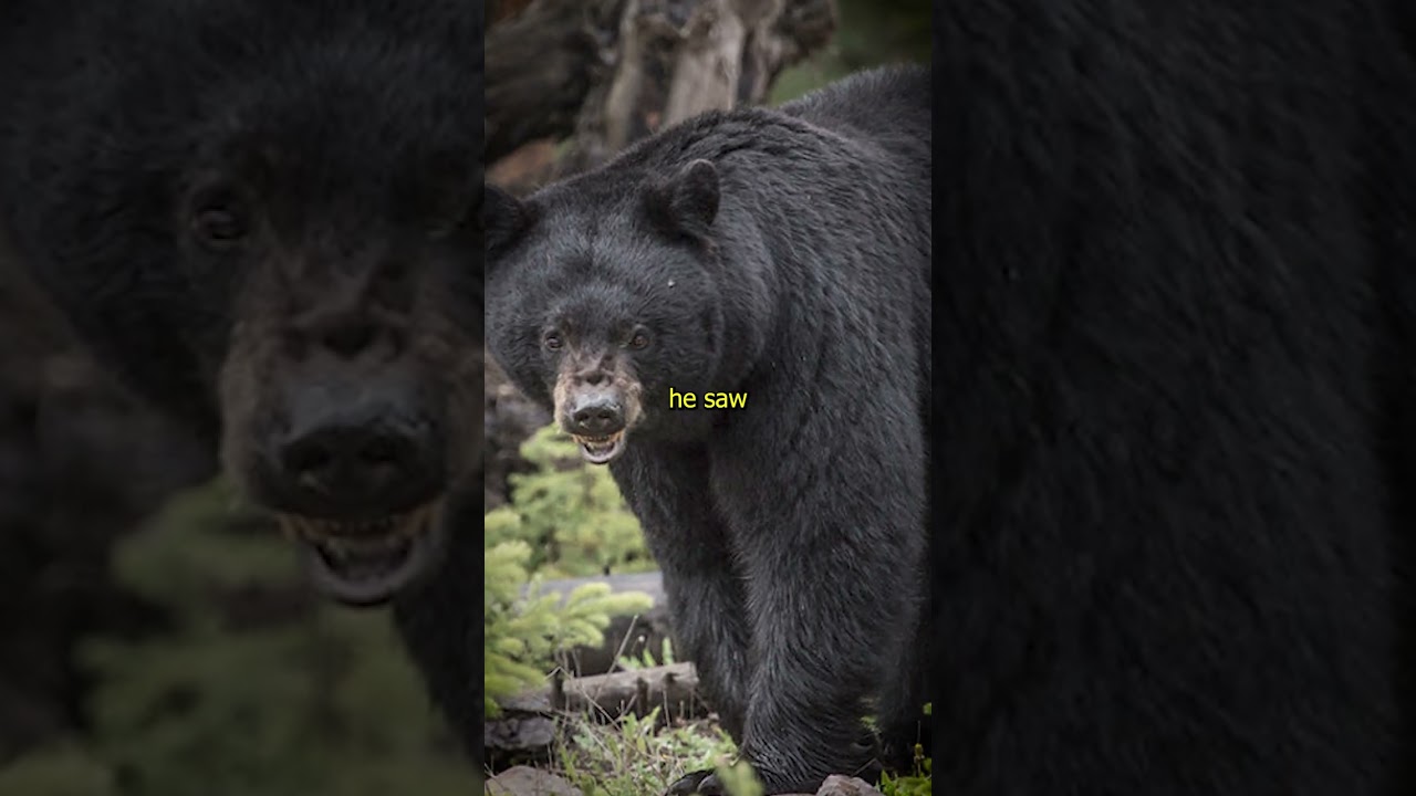 INTENSE Bear Encounter Which Became a Close Call... #shorts