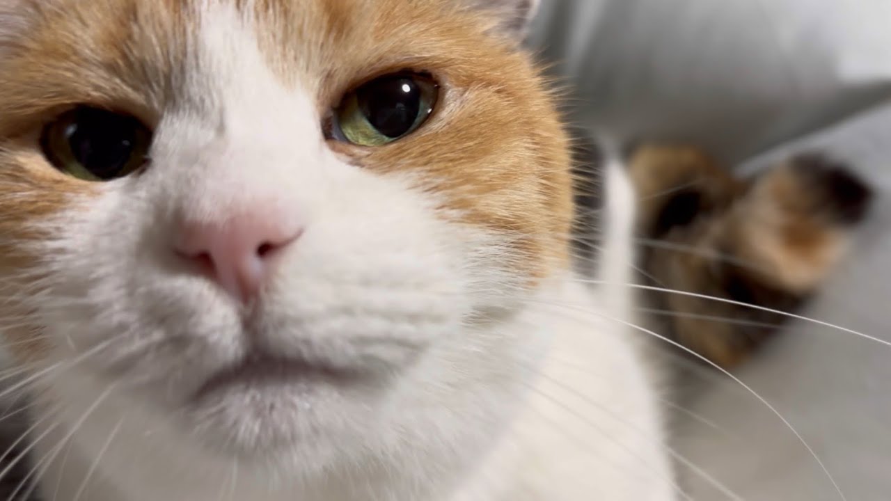 【三毛猫】お互い良いポジションで眠むれた夜（2025年4月8日）