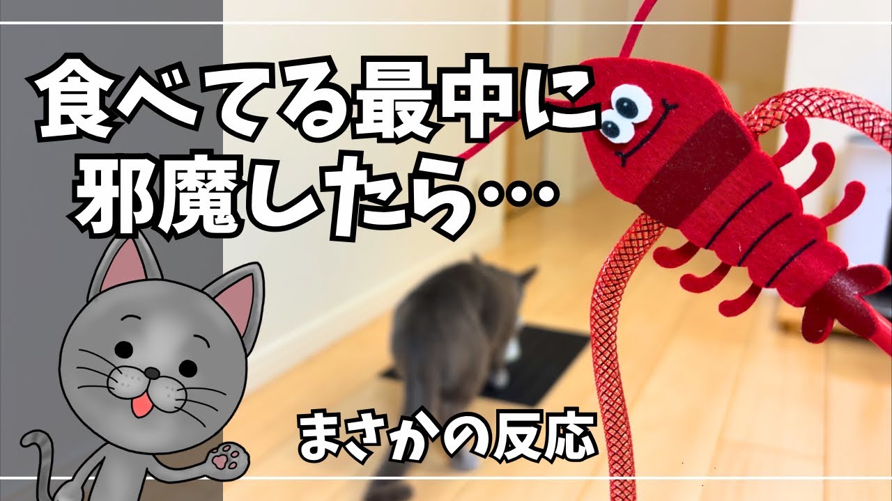 【猫の本能】食事中に新しい猫じゃらし投入したらまさかの結果に…