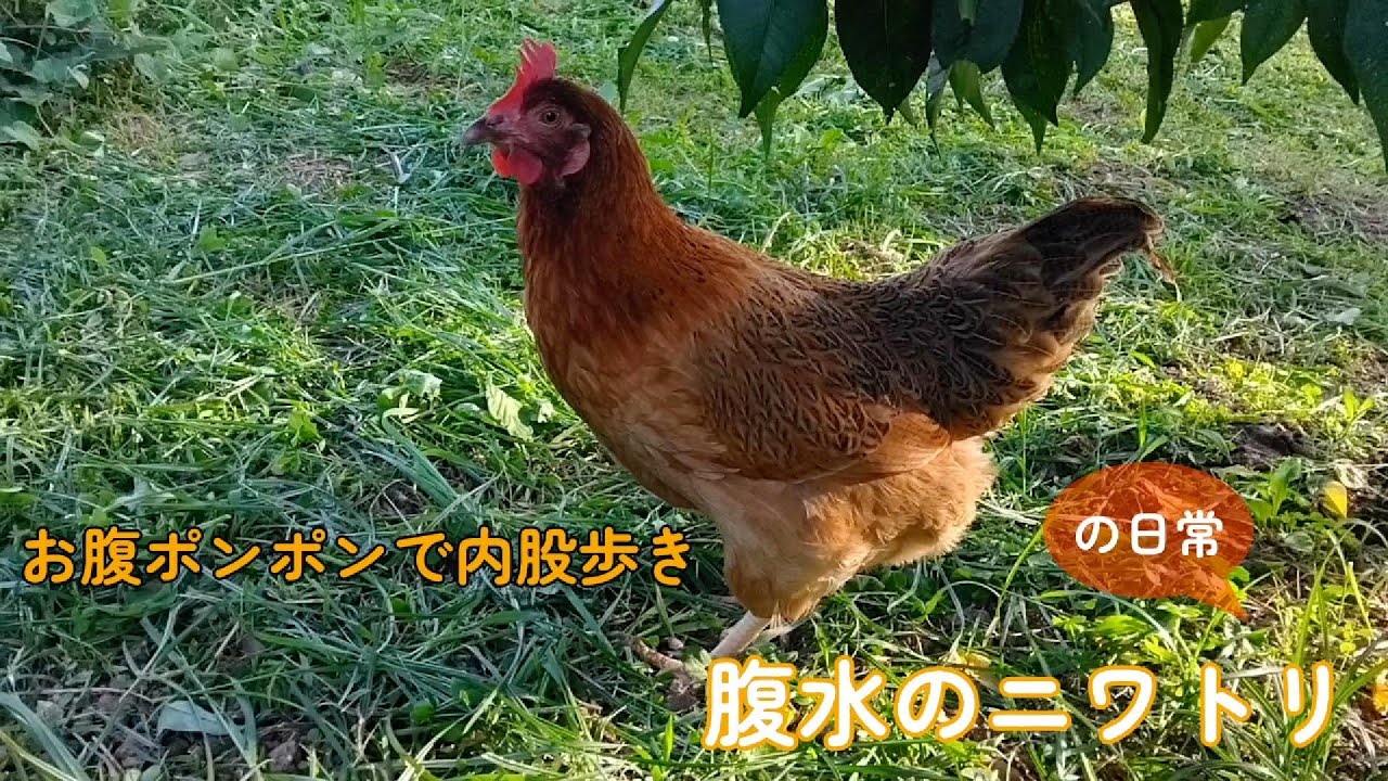 内股の土佐ジロー【腹水のニワトリ】