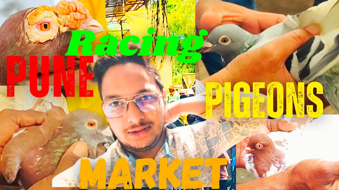 Exploring Pune's Racing Pigeons Market: An Exclusive Vlog ✌️😎 