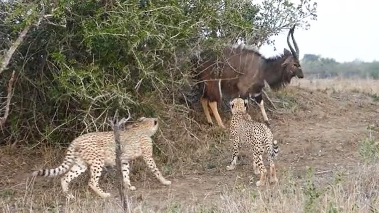 Cheetah vs Nyala Bull - The battle for survival