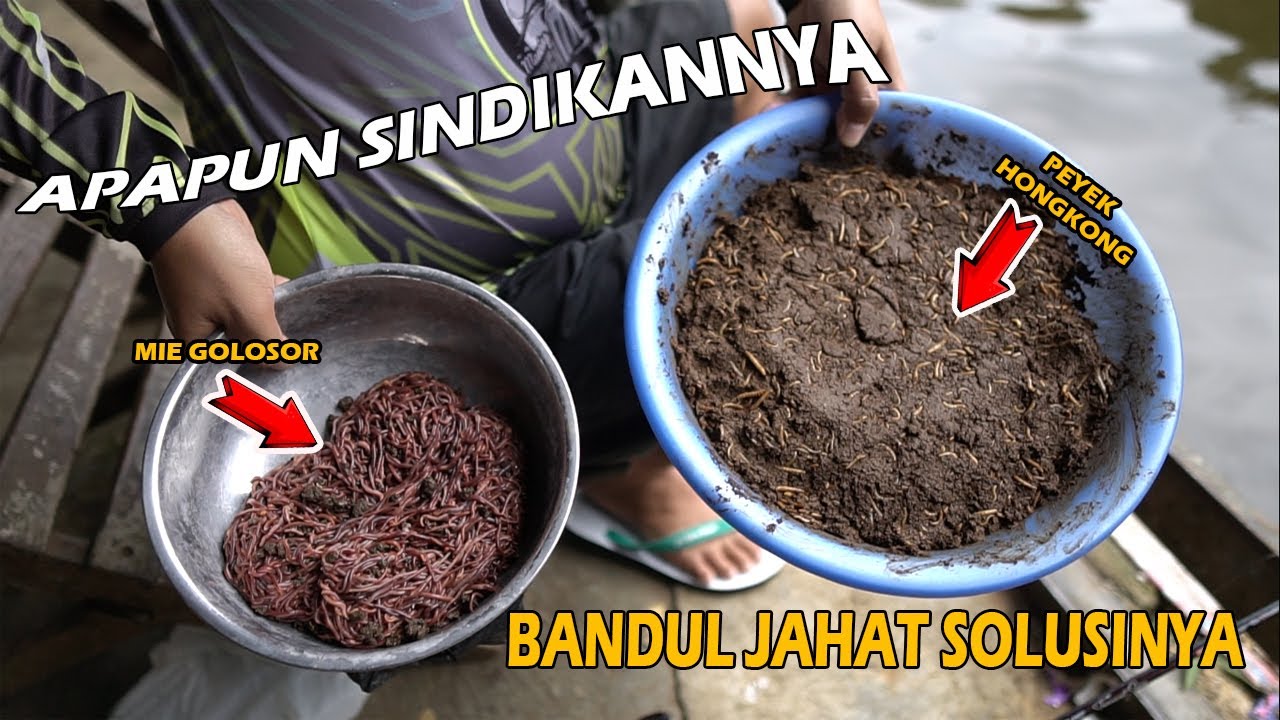 BANDUL SESAT❗❗DI LUAR NURUL BRO❗❗SINDIKAN CACING LELE MALAH DOYAN BANGET JHON 🔥🔥