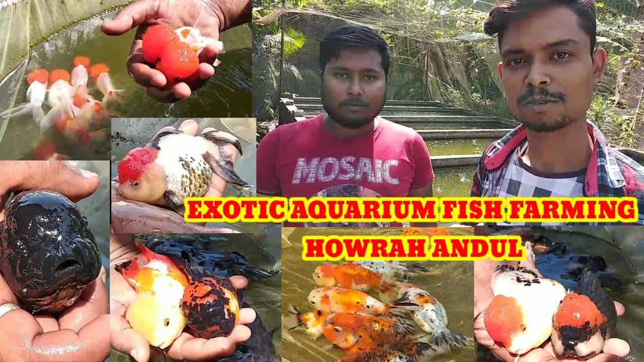 EXOTIC AQUARIUM FISH FARMING ANDUL🐕IMPORTED GOLDFISH FARMING IN HOWRAH🐕AQUARIUM FISH BREEDING FARM