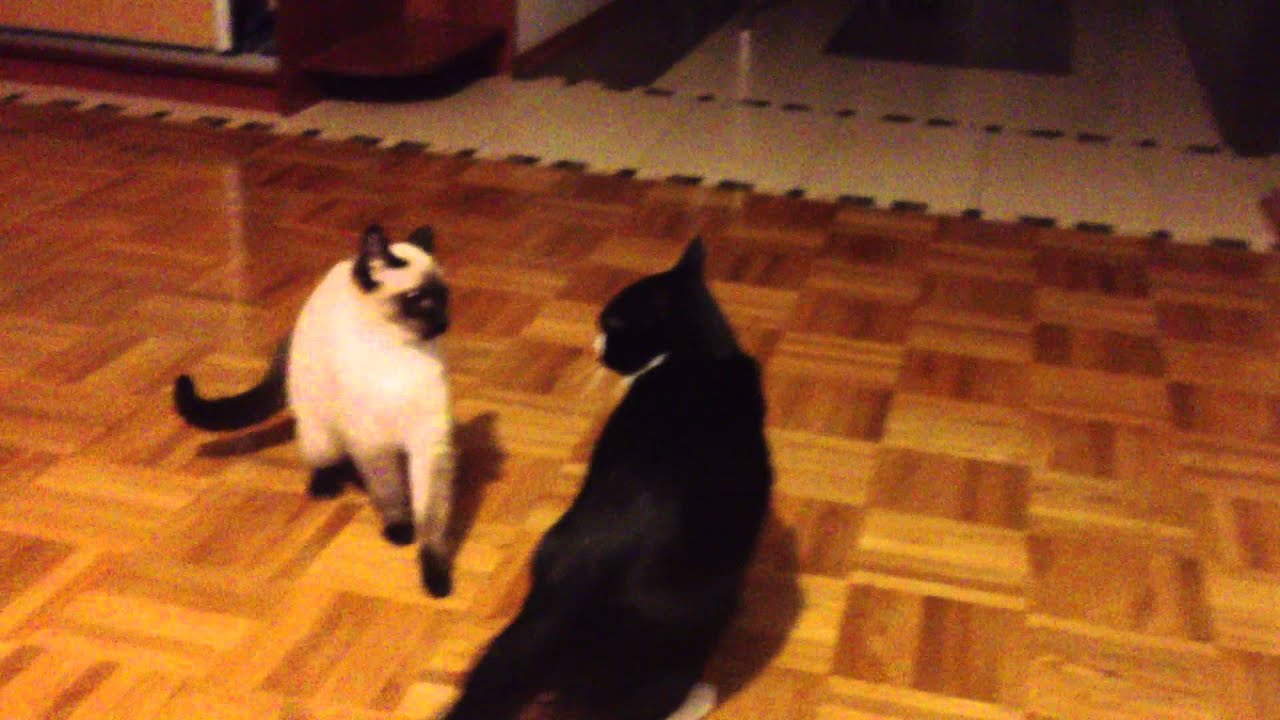BOXING CATs AMAZING!! PLAY LOOOOOUD!!