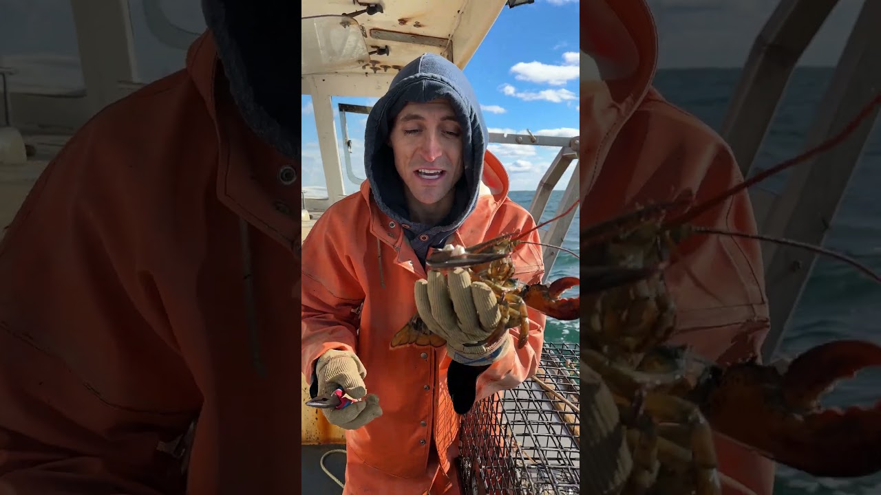 Lobster Barnacle Removal!