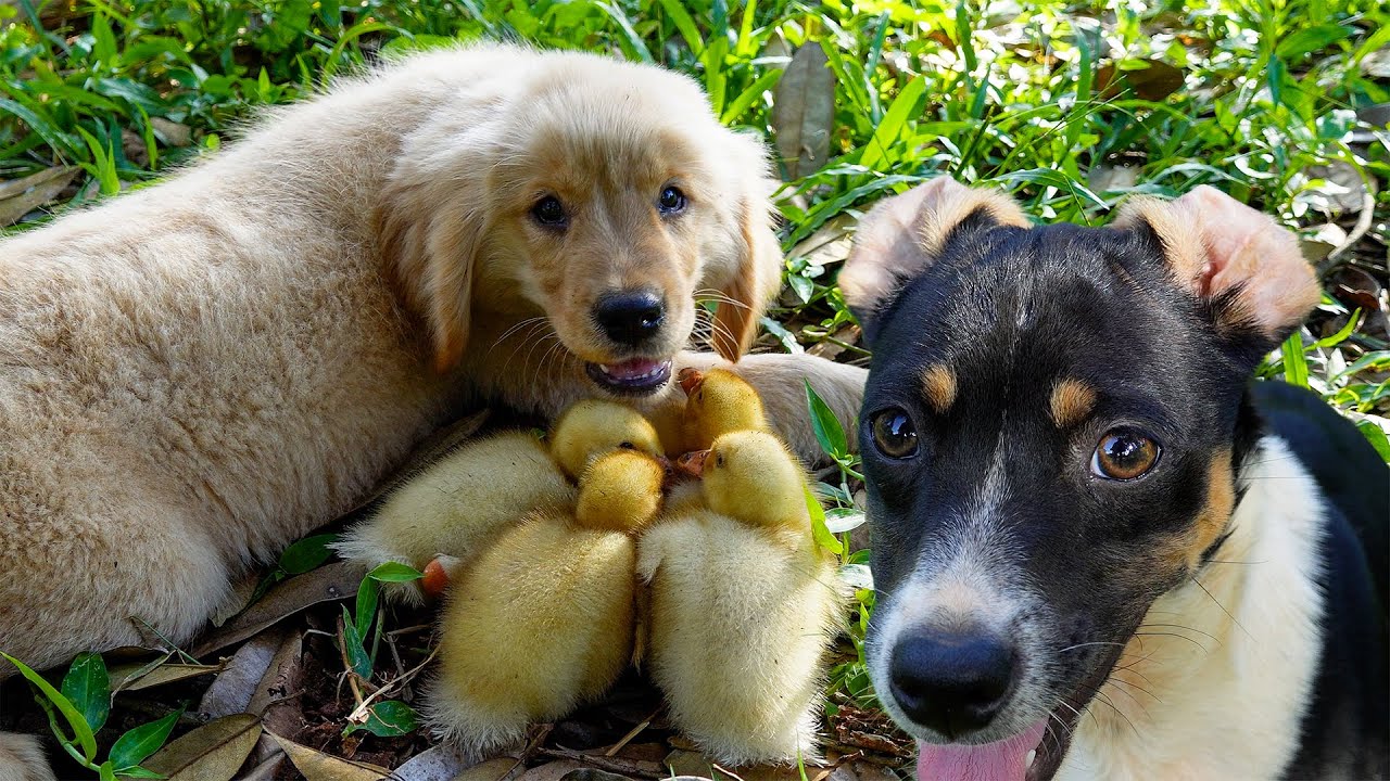 A golden retriever in the wild is so funny, it takes the ducklings searching for yummy food. So cute