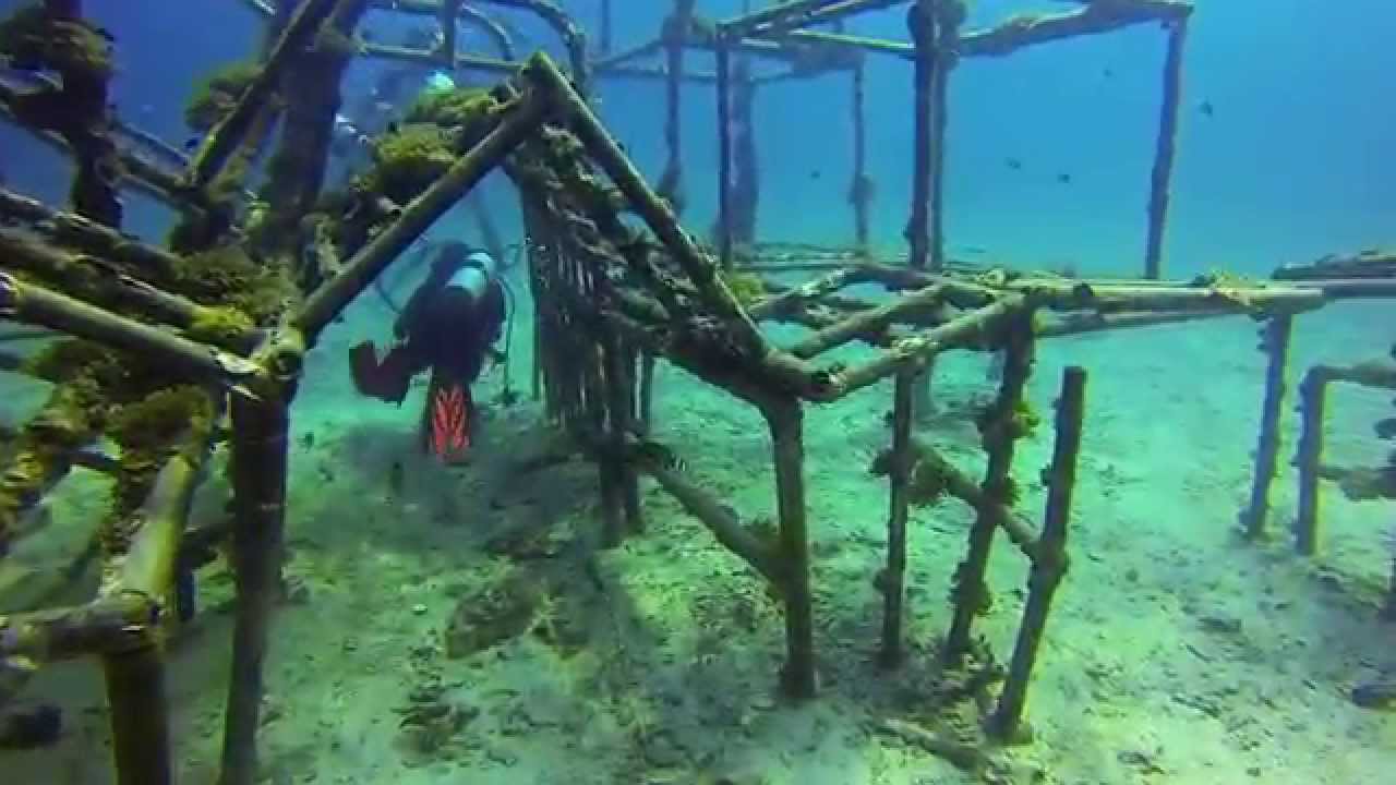 GoPro: Scuba Diving in Tioman Island