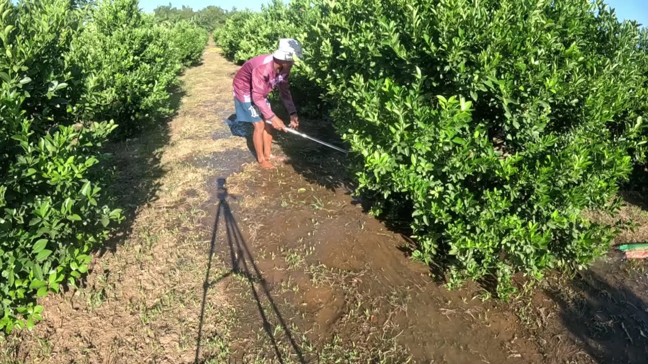 MAY EXCITED BISITA SA LYN FARM SABAY NA PATUBIG
