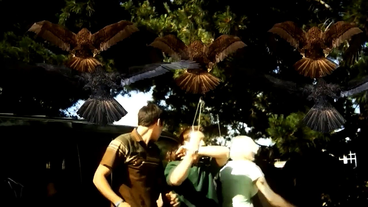 birdemic meilleur scene en vf